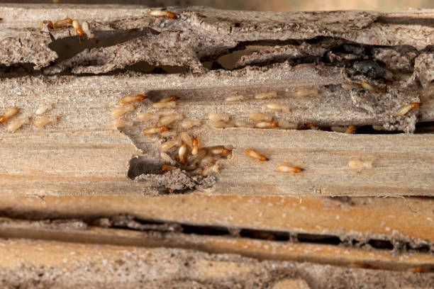 Best Best Pest Control Companies  in Taylor, MI