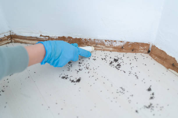 Best Local Pest Control Services  in Taylor, MI